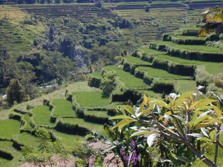 [Rijstvelden Midden-Bali]